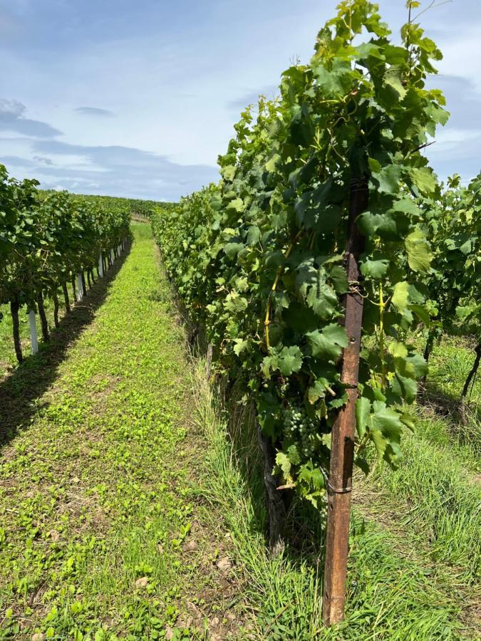 Ferienwohnung Landleben Fuer 2-3 Personen Edesheim Esterno foto
